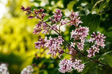 Beautiful lilac pink flowers blooming in the sunset