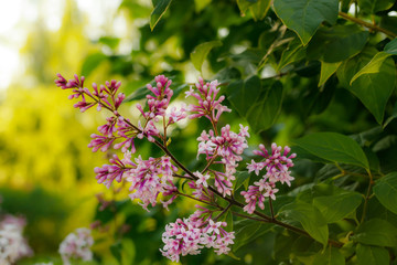 Beautiful lilac pink flowers blooming in the sunset