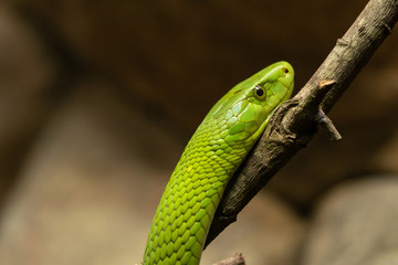 Culebra verde en árbol