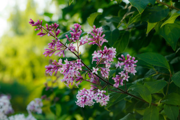 Beautiful lilac pink flowers blooming in the sunset