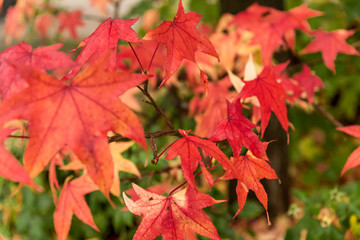 beautiful bright red orange autumn leaves on maple tree, green blurred background