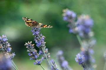 Beautiful Butterfly Vanessa cardui collects nectar on a sprig of lavender on a summer day