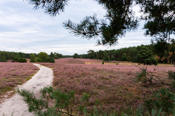 Luneburg heath in full bloom in August