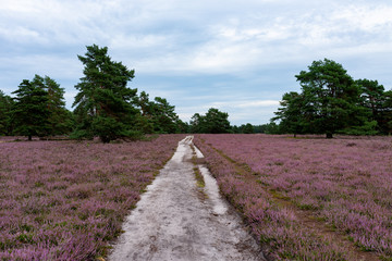 Luneburg heath in full bloom in August