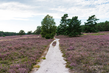 Obraz premium Luneburg heath in full bloom in August