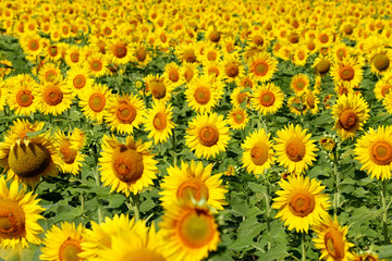 Sunflower field in sunset. Nature background. Sunflowers meadow. Flower dusk. Nature background outdoor
