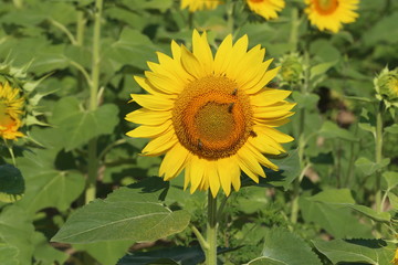 Sunflower field in sunset. Nature background. Sunflowers meadow. Flower dusk. Nature background outdoor