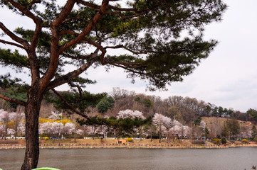 The landscape of spring color over the lake.