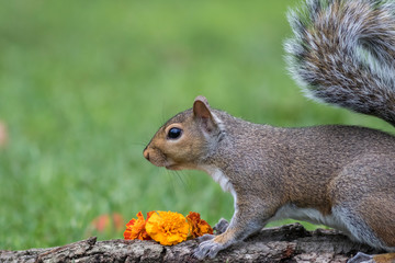 Naklejka na ściany i meble Eastern Gray Squirrel, Sciurus carolinensis, poses near orange marigold flower for fall