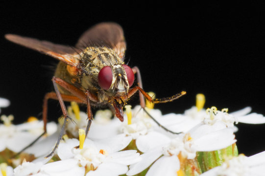Macro picture of a fly sitting on a flower