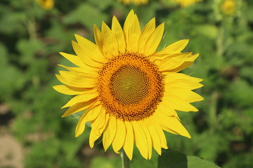 Sunflower field in sunset. Nature background. Sunflowers meadow. Flower dusk. Nature background outdoor