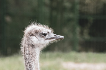  portrait of an ostrich looking into the camera