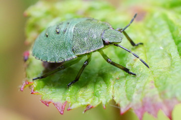 Beetle sitting on a leaf, macro shot 