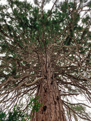 Giant sequoia tree in the gardens of Boyana church in Boyana, Sofia, Bulgaria