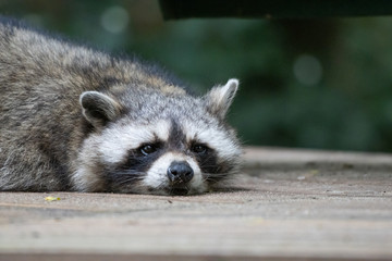  raccoon lies completely relaxed on a wooden floor
