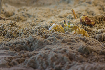 The Atlantic ghost crab (Ocypode quadrata) also known as sand or beach crab peeps carefully from its deep sandy hole. The Atlantic ghost crab lives in burrows in sand above the strandline.