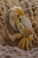 The Atlantic ghost crab (Ocypode quadrata) also known as sand or beach crab peeps carefully from its deep sandy hole. The Atlantic ghost crab lives in burrows in sand above the strandline.