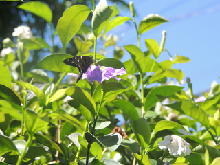 butterfly flower leaf