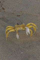 The Atlantic ghost crab (Ocypode quadrata) also known as sand or beach crab on the beach of Margarita Islands (Venezuela). The Atlantic ghost crab lives in burrows in sand above the strandline.