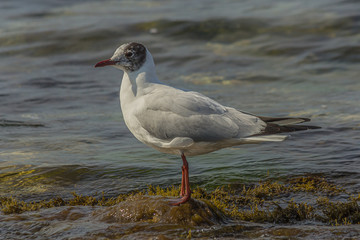The black-headed gull (Chroicocephalus ridibundus) is a small gull that breeds in much of the Palearctic including Europe and also in coastal eastern Canada. Shot on the Black sea (Crimea).
