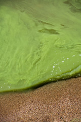 Cyanobacteria on the lake, green water, spoiled summer