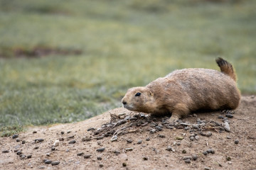  gopher looks shyly out of his den