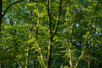 Obraz premium Trees in the morninglight
