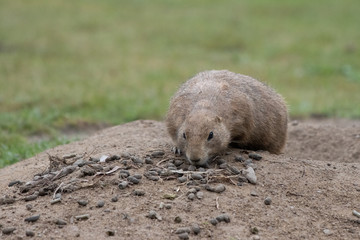  gopher looks shyly out of his den