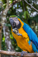 Portrait of blue-and-yellow macaw (Ara ararauna) with bread crumb in its mouth. This parrots inhabits forest, woodland and savannah of tropical South America