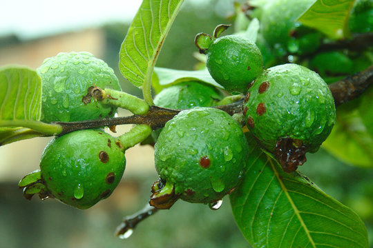 Guava In Tree