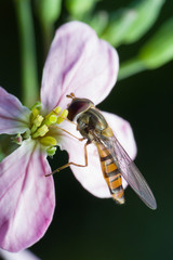 Fly sitting on a flower, macro take