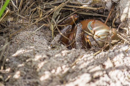 Land crab (Cardisoma carnifex) hid in its sand hole. It is a species of terrestrial crab found in coastal regions from Africa to Polynesia. They live in burrows.