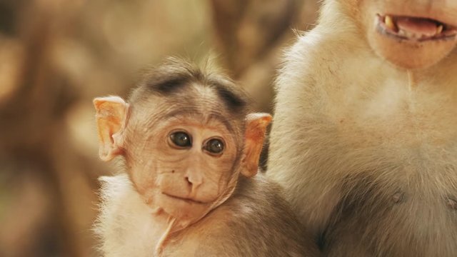 Goa, India. monkey Bonnet Macaque - Macaca Radiata Or Zati Is Looking For Fleas On Its Cub. Close Up