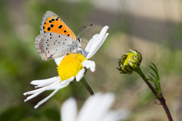 Butterfly sitting on a flower. Shot taken near Salo (Finland) during summer time