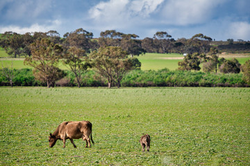 Pristine rural landscapes outside of Jurien Bay