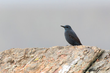Blue rock thrush (Monticola solitarius) on a stone at Monfragüe National Park in central Spain. Blue bird with fog in the background