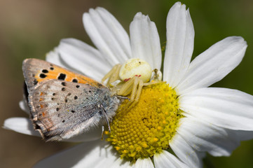 White spider hunting and eating  an butterfly