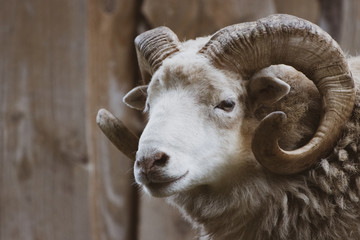  close-up of a ram with its one powerful horn