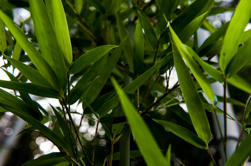 Fototapeta na wymiar The beautiful bamboo tree in the bamboo forest.
