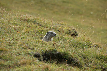 Cute marmots seen in French Alps (Morgon's circus)