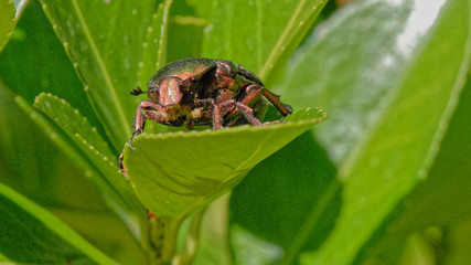 cétoine dorée -Cetonia aurata-hanneton des roses