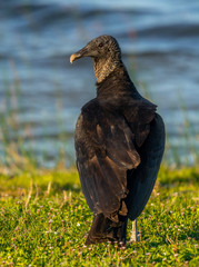 Black Vulture