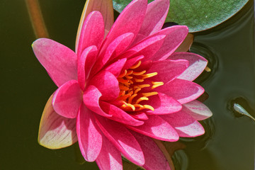 fleur de lotus