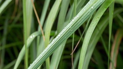 Fototapeta na wymiar green grass with rain drops