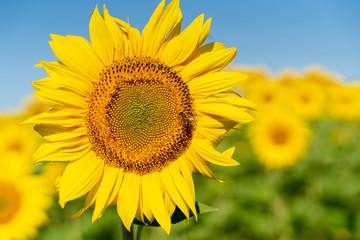 Obraz premium Sonnenblumen, Montain, Occitanien, Frankreich