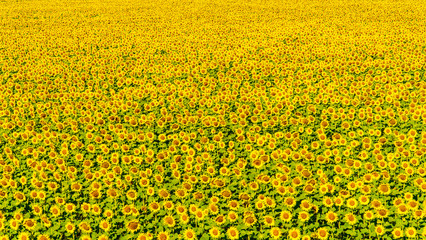 Sonnenblumenfeld, Montain, Occitanien, Frankreich