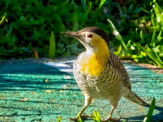 bird2