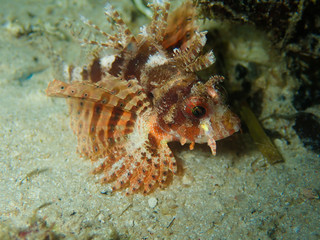 Dwarf lion fish hunting during night dive
