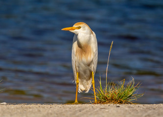 Cattle Egret