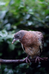 Common wood pigeon, a chick in the park